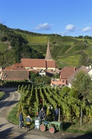 France, Haut Rhin, the Alsace Wine Route, Niedermorschwihr, the village in the vineyard and its church with a twisted steeple, grape harvesting