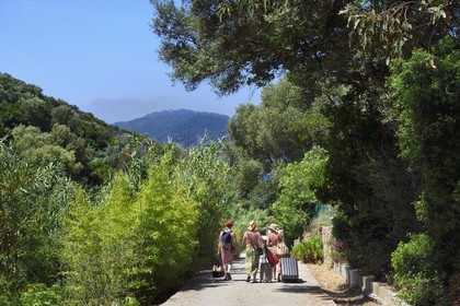 France, Var (83), Iles d'Hyères, Parc national de Port Cros, Ile du Levant, domaine naturiste d'Héliopolis, descente au port via le Val de l'Ayguade pour un groupe de naturistes