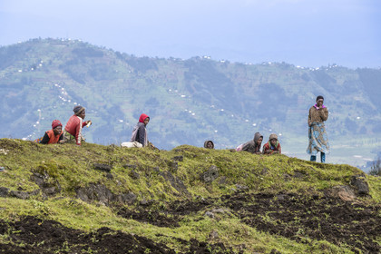 Rwanda, Province du Nord, District de Musanze (Ruhengeri), culture des champs sur les pentes volcaniques du mont Karisimbi dans les montagnes des Virunga en bordure du Parc national des Volcans où vivent les gorilles