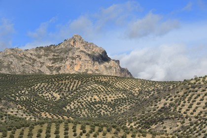 Spain, Andalusia, Jaén Province, olive groves north of Campillo de Arenas