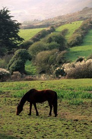 France, Manche (50), Cotentin, Cap de la Hague, chevaux dans un près vallonné