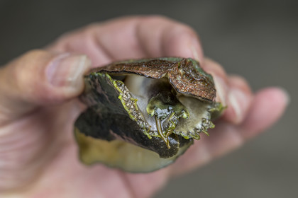 France, Finistère (29), Pays des Abers, estuaire de l'Aber Wrac'h, ormeau (haliotis tuberculata) issu d'un élevage en pleine mer nourri aux algues par France Haliotis