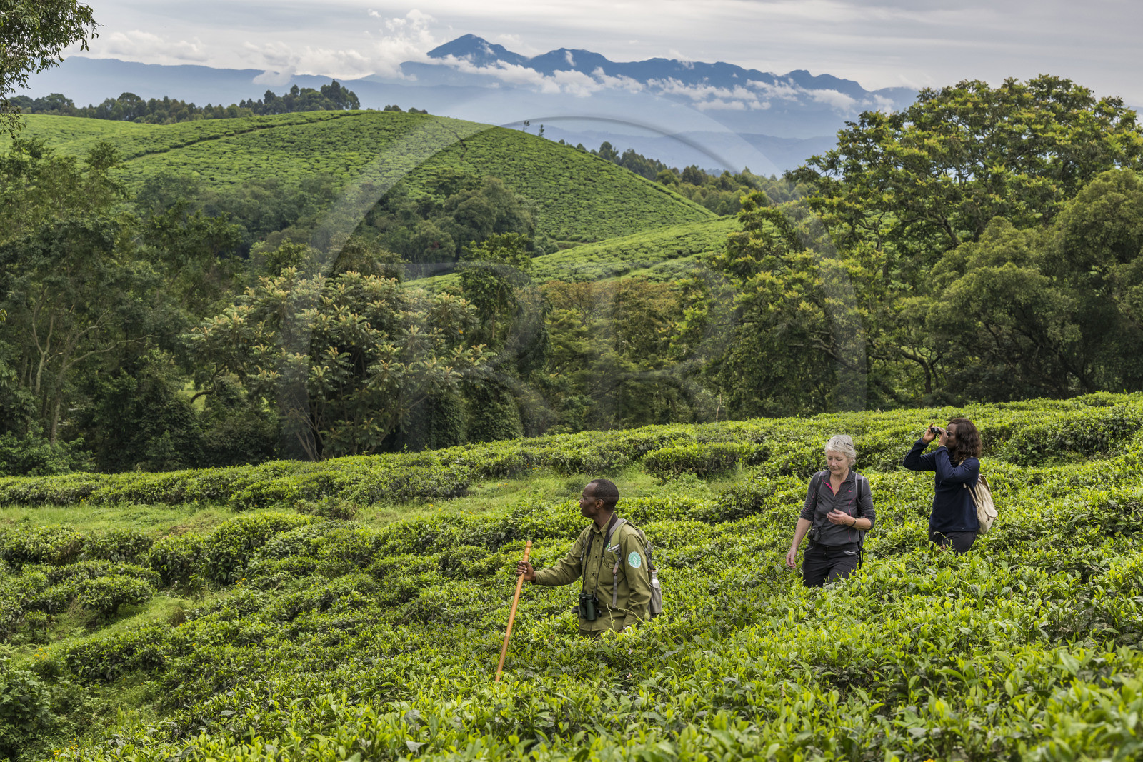Rwanda, Province de l’Ouest, Gisakura, Parc national de Nyungwe, le garde de African Parks Claver Mtoyinkima guidant des touristes sur la piste des Colobes de Ruwenzori (Colobus angolensis ruwenzorii) pendant un safari à pied dans la forêt tropicale humide naturelle bordée par les plantations de thé, les montagnes de Kahuzi-Biega dans la République démocratique du Congo en arrière plan