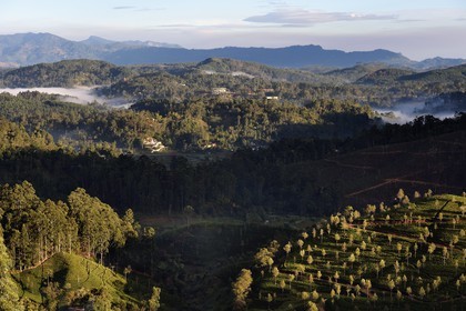 Sri Lanka, Province d'Uva, Haputale, plantation de thé sur les collines au nord de la ville