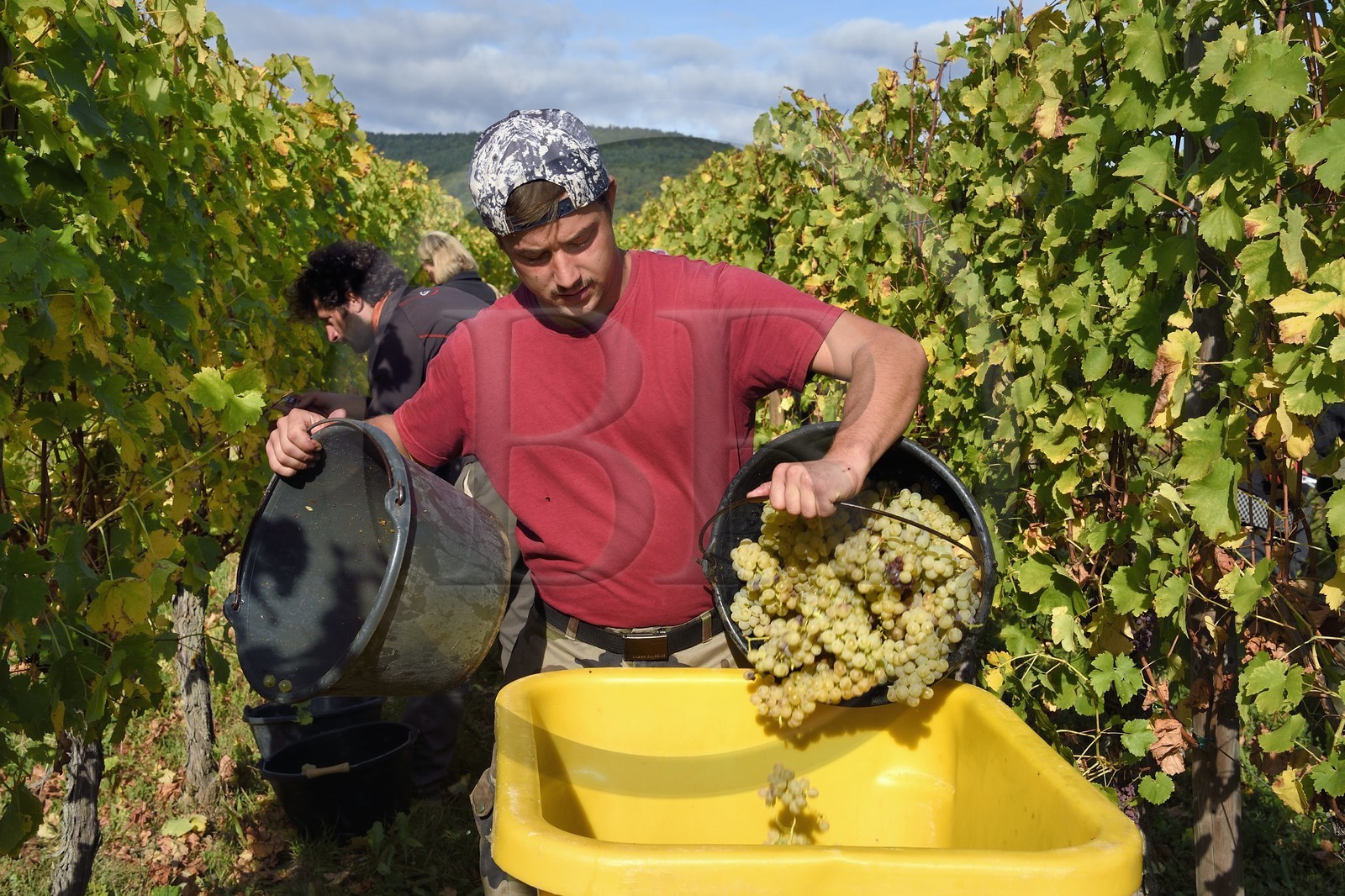 France, Haut Rhin, the Alsace Wine Route, Bergheim, grape harvest on a plot of the Wine estate Marcel Deiss
