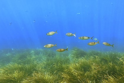 France, Var (83), Rayol-Canadel-sur-Mer, Domaine du Rayol, le jardin des Méditerranées, propriété du conservatoire du littoral mention obligatoire, le sentier marin, banc de saupes et herbier de posidonie