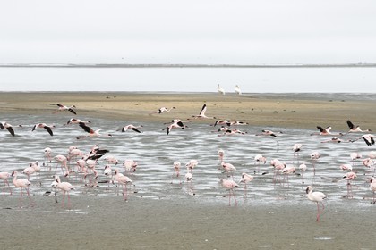 Namibie, région de Erongo, Walvis Bay, flamant nain (Phoeniconaias minor)