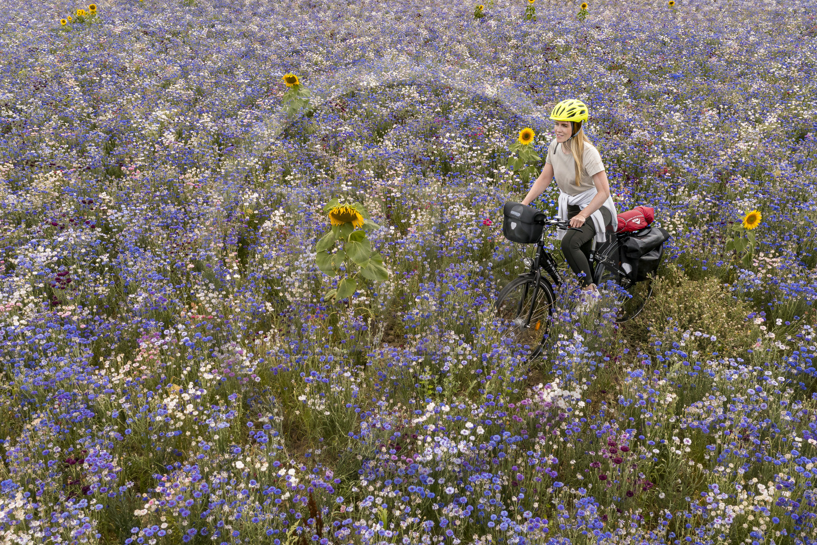France, Maine-et-Loire (49), vallée de la Loire classée au Patrimoine Mondial par l'UNESCO, Saumur vers Saint-Hilaire, randonnée à bicyclette, cycliste dans un champ de bleuets (Cyanus segetum) (vue aérienne)
