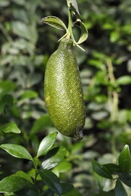 France, Var, La Londe les Maures, Domaine du Jasson, citrus farming, australian finger lime or caviar lime (citrus australasica)