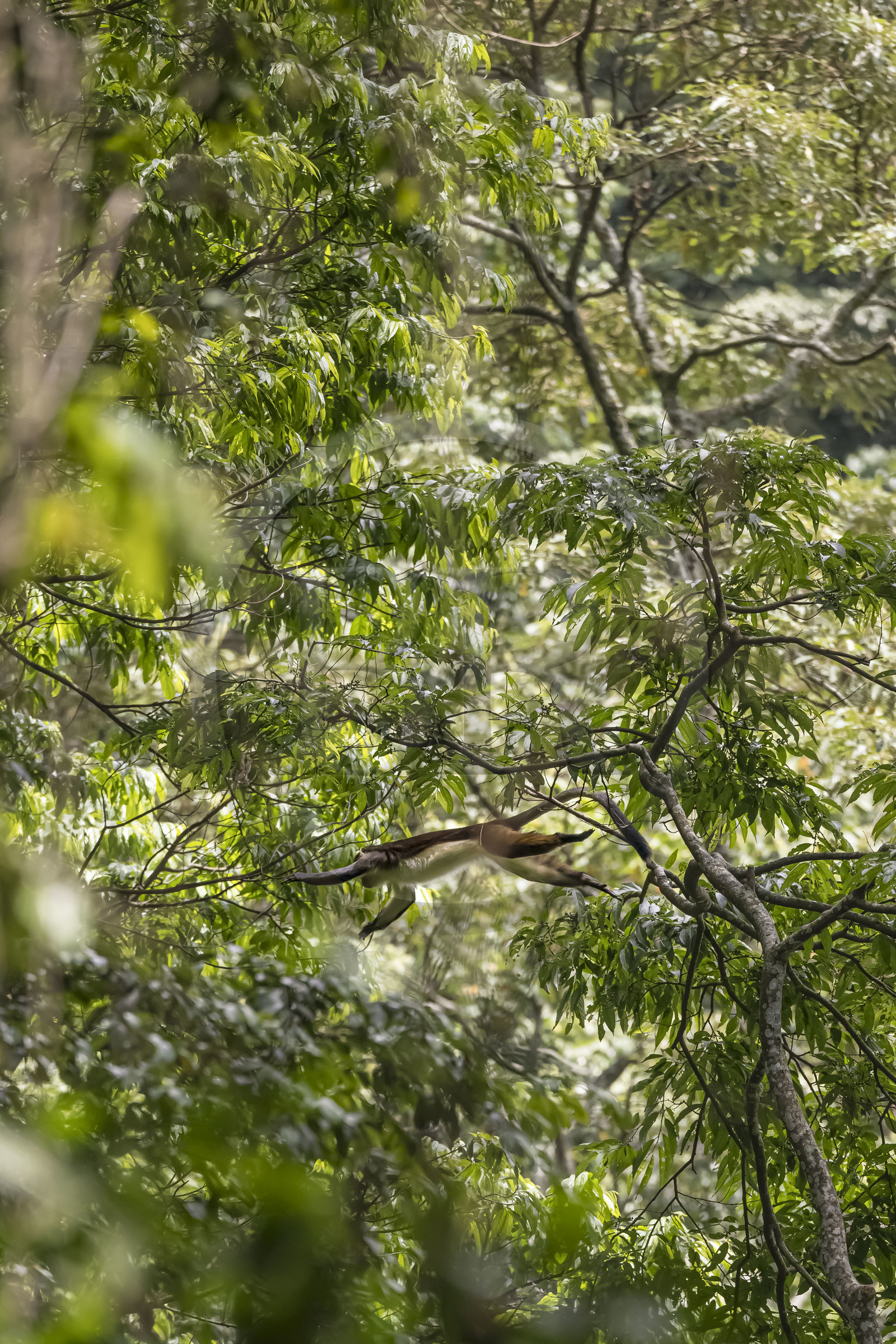 Rwanda, Province de l’Ouest, Nyakabuye, Parc national de Nyungwe, forêt tropicale humide naturelle de Cyamudongo, Cercopithèque de Dent (Cercopithecus denti) sautant d'un arbre à l'autre