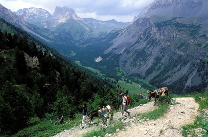 France, Hautes Alpes, hike with a donkey in the Vallee Etroite, in the north of Briancon
