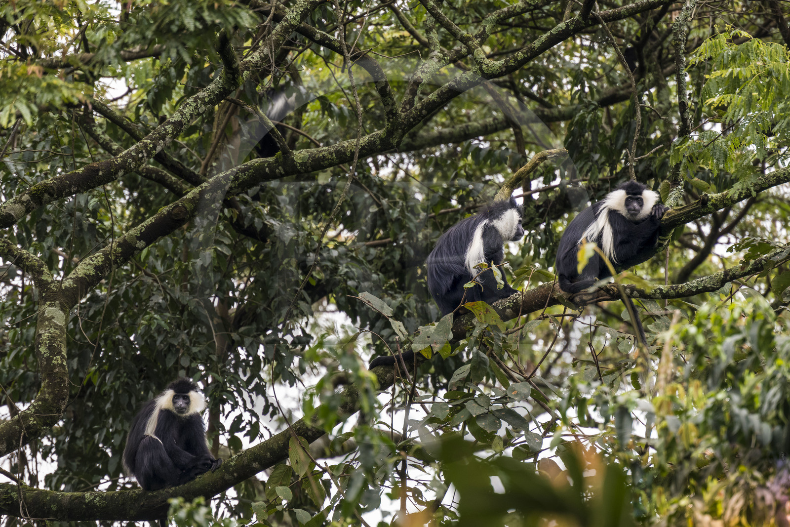 Rwanda, Province de l’Ouest, Gisakura, Parc national de Nyungwe, Colobes de Ruwenzori (Colobus angolensis ruwenzorii) pendant un safari à pied dans la forêt tropicale humide naturelle