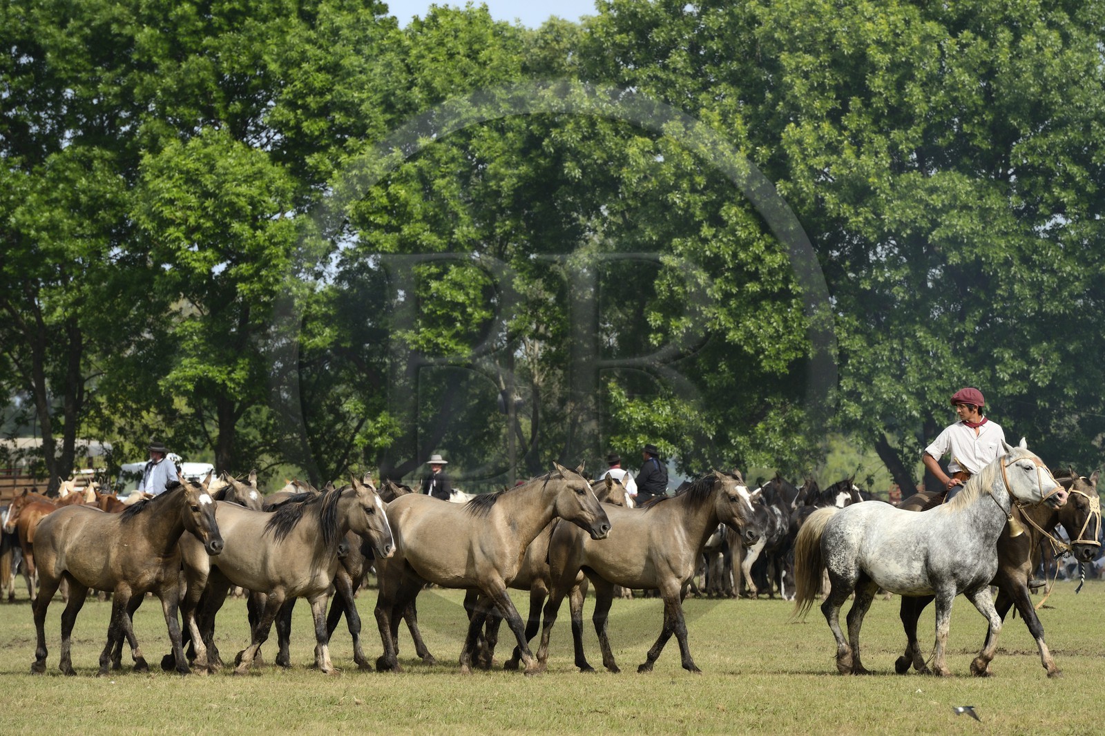 Argentine, province de Buenos Aires, San Antonio de Areco, fête du Jour de la Tradition (Dia de la Tradicion), figure appelée enchevêtrement de troupeaux (Entrevero de tropillas)