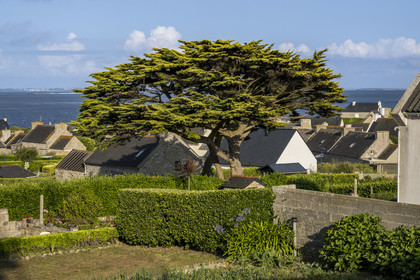 France, Finistère (29), Mer d'Iroise, Ile de Molène, la plupart des maisons du Bourg ont un jardin