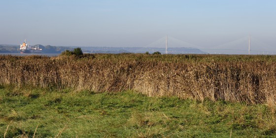 France, Seine Maritime, Natural Reserve of the Seine estuary, cargo ship going down the Seine from Rouen, the reed bed in the foreground and the Normandy bridge in the background