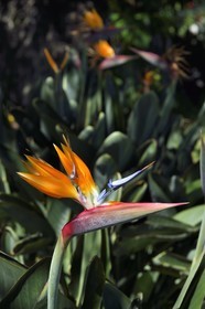 Portugal, Madeira Island, Funchal, Strelitzia reginae