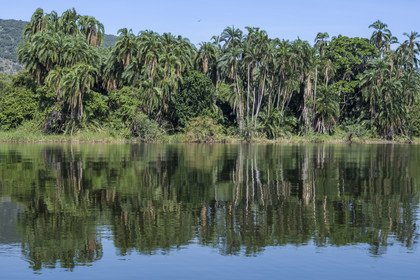 Rwanda, Parc national de l'Akagera, palmier en bordure du lac Ihema