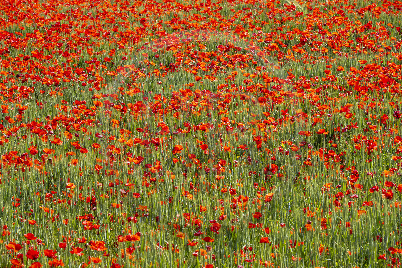 France, Bouches-du-Rhône (13), Mallemort, champ de coquelicots