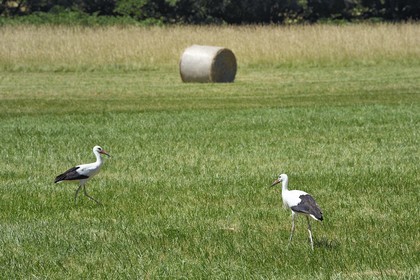 France, Bas Rhin, the Alsace Wine Route, Eichhoffen, white storks (Ciconia ciconia) in a field
