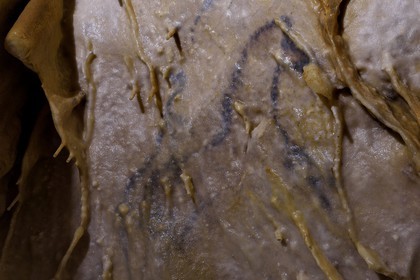 France, Dordogne (24), Périgord Vert, Villars, Grotte de Villars, dessin paléolithique au dioxyde de manganèse surnommé le Petit Cheval bleu datant d' environ 17000 ans (Magdalénien)