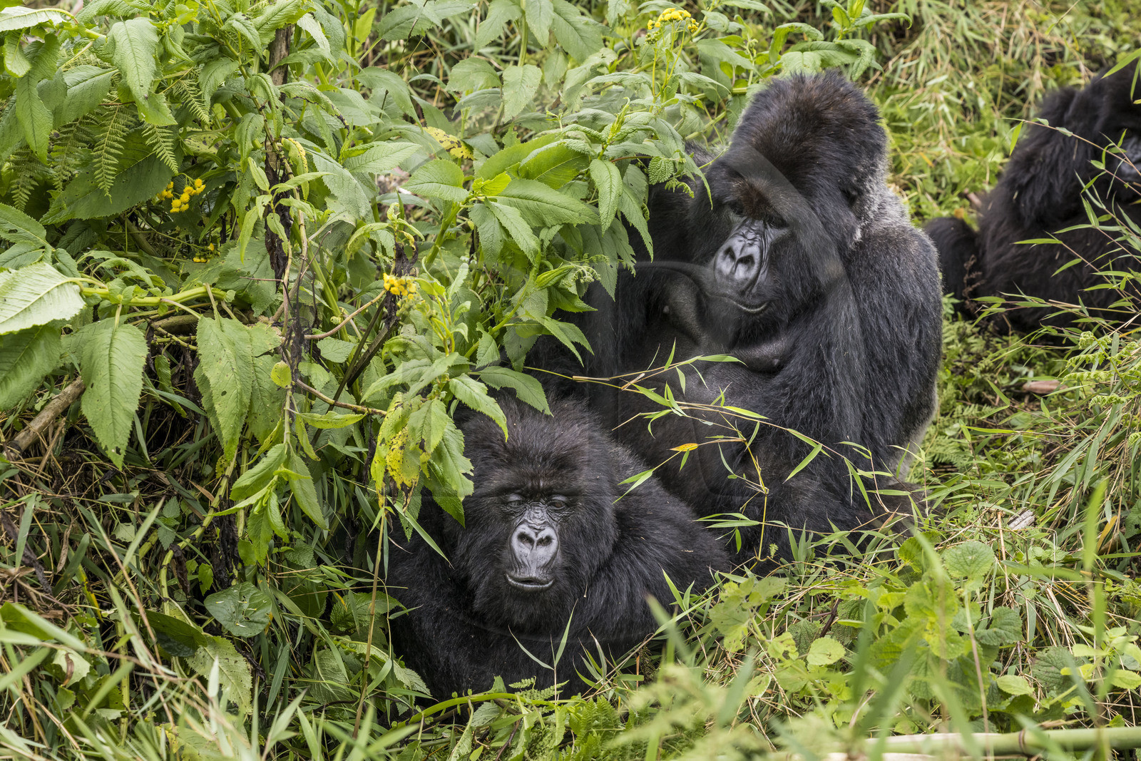 Rwanda, Province du Nord, Parc National des Volcans dans la chaine des Monts Virunga, mont Karisimbi, gorilles des montagnes (Gorilla beringei beringei), accouplement du male dos argenté (silverback) nommé Impuzamahanga qui est le male dominant du groupe Susa Rwanda, Province du Nord, Parc National des Volcans dans la chaine des Monts Virunga, mont Karisimbi, gorilles des montagnes (Gorilla beringei beringei), accouplement du male dos argenté (silverback) nommé Impuzamahanga qui est le male dominant du groupe Susa