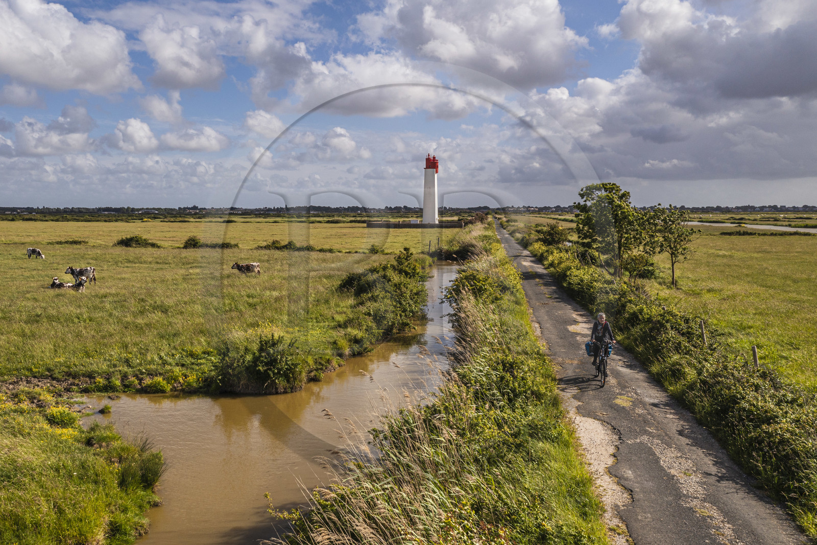 France, Charente-Maritime (17), cycliste faisant la véloroute La Flow Vélo, vaches dans les prés-salés des zones inondables de l'estuaire de la Charente et Feux posterieur d'alignement de Soumard (vue aérienne)