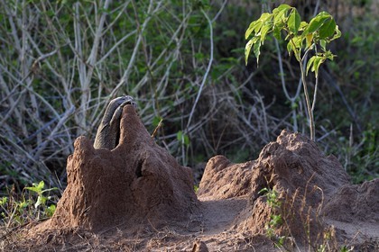 Sri Lanka, province d'Uva, Parc national d'Uda Walawe (Udawalawe National Park), varan du Bengale (Varanus bengalensis) dans une termitière