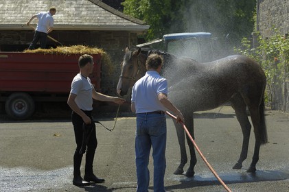 Republic of Ireland, County Kildare, Maynooth, Moyglare Stud, washing the horse