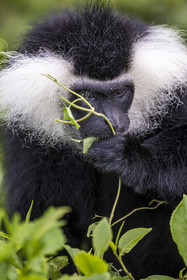 Rwanda, Province de l’Ouest, Gisakura, Parc national de Nyungwe, Colobe de Ruwenzori (Colobus angolensis ruwenzorii) dans une plantation de thédont il ne mange pas les feuilles