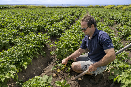 France, Finistère (29), Mer d'Iroise, archipel de Molène, Ile de Quéménès, ferme de Quéménès bio et autonome en énergie, l'agriculteur Etienne Menguy dans son champ de pommes de terre