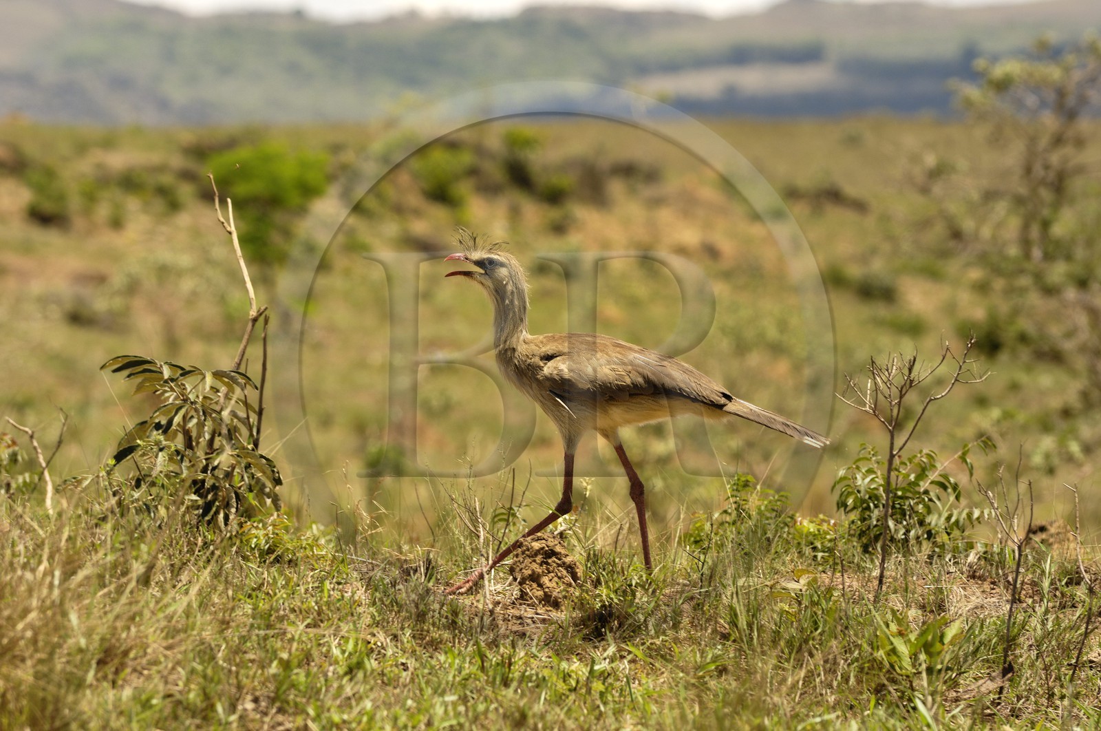 Brésil, état du Minas Gerais, région de Carrancas (Route de l' or, Estrada Real), cariama huppé (Cariama cristata)