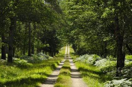 France, Loire et Cher, domaine du château de Chambord
