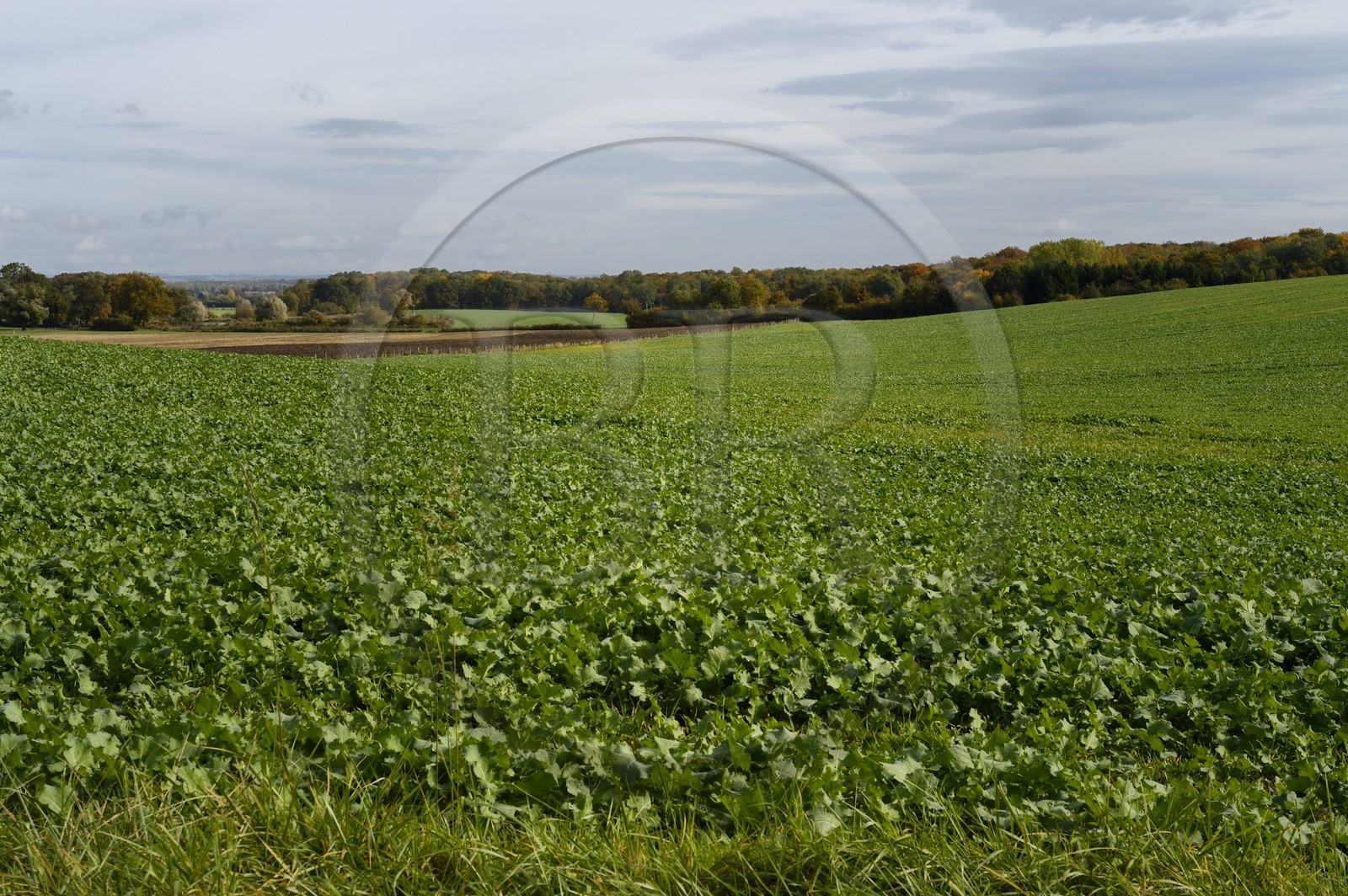 France, Meuse (55), région de Ornes, l'agiculture a repris ses droits sur certains secteurs du champ de bataille de Verdun
