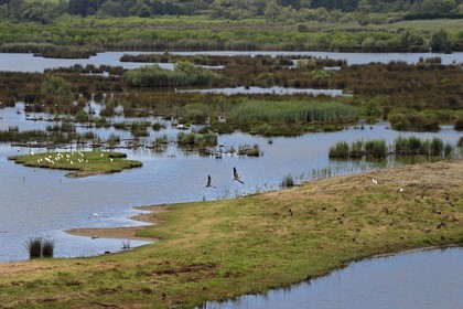 Spain, Basque Country, Biscay Province, Gernika-Lumo region, Urdaibai estuary Biosphere Reserve, Urdaibai Bird Center, herons (Bubulcus ibis) on the island and gray heron (Ardea cinerea) flying