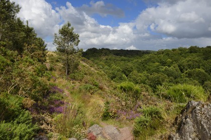 France, Morbihan (56), forêt de Brocéliande, Tréhorenteuc, la lande du Val sans retour