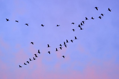 France, Indre (36), le Berry, parc naturel régional de la Brenne, Rosnay, étang de la Mer Rouge, grue cendrée (grus grus), vol au coucher de soleil