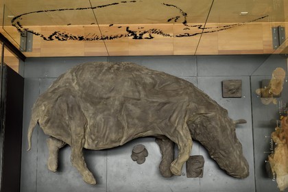 France, Dordogne, Perigord Noir, Vezere Valley, Les Eyzies de Tayac Sireuil, listed as World Heritage by UNESCO, Musee de la Prehistoire (Museum of Prehistory), molding of a  woolly rhinoceros (Coelodonta antiquitatis) dated around 30,000 years such that it was found in the permafrost