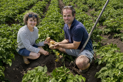 France, Finistère (29), Mer d'Iroise, archipel de Molène, Ile de Quéménès, ferme de Quéménès bio et autonome en énergie, les agriculteurs Amélie Goossens et Etienne Menguy dans leur champ de pommes de terre
