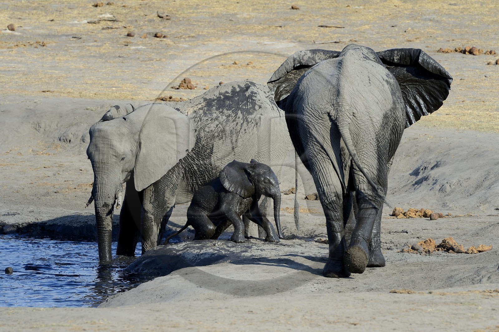 Zimbabwe, province de Matabeleland septentrional, parc national Hwange, éléphants sauvages d'Afrique (Loxodonta africana) autour d'un point d'eau