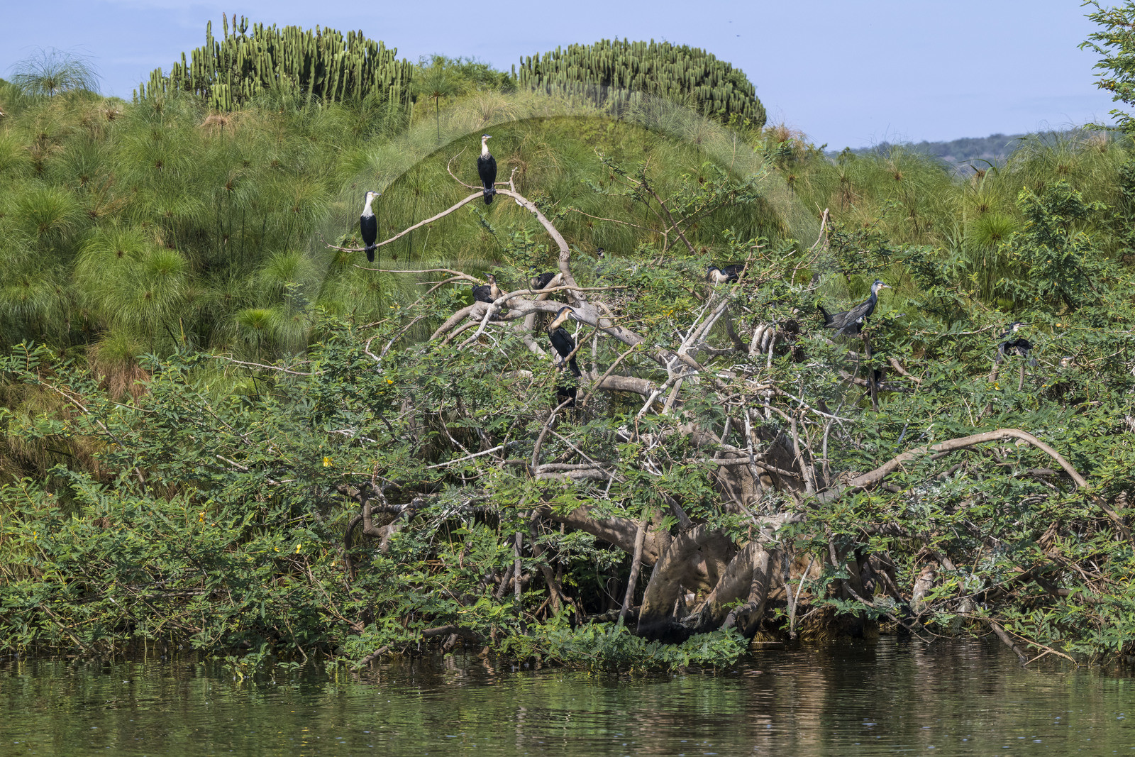 Rwanda, Parc national de l'Akagera, le lac Ihema, cormorans sur un arbre Rwanda, Parc national de l'Akagera, le lac Ihema, cormorans sur un arbre
