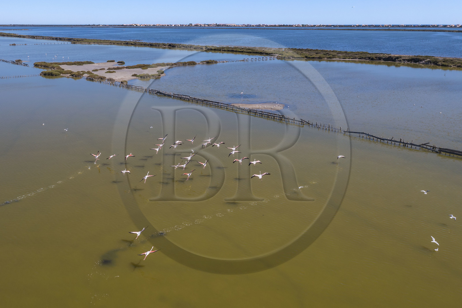France, Herault, Frontignan, flight of pink flamingos (Phoenicopterus roseus) in the pond of Ingril in the old saltworks (aerial view)