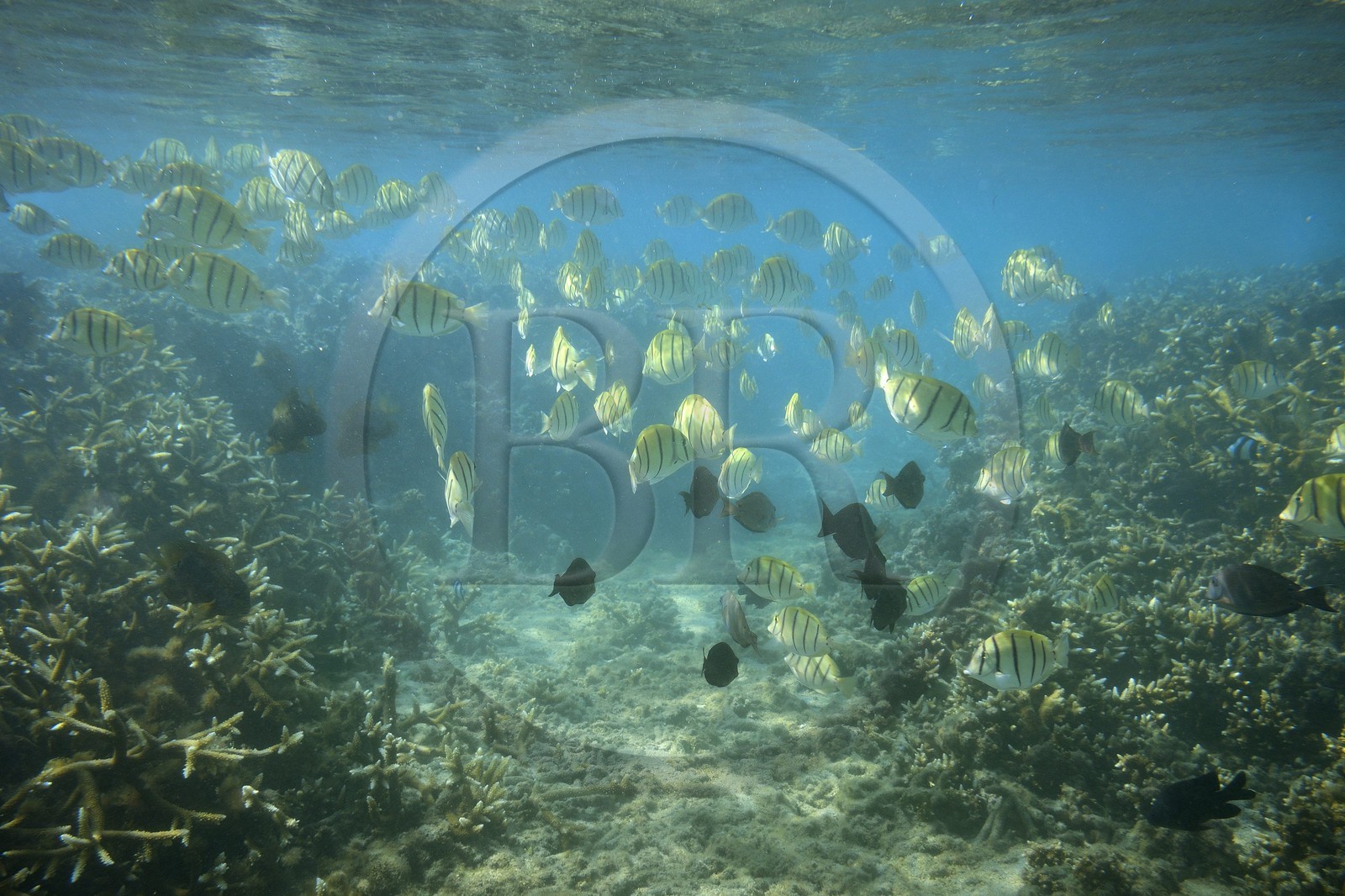France, Ile de la Reunion, Côte Ouest, Saint-Gilles-Les-Bains (commune de Saint-Paul), le récif corallien du lagon de l'Ermitage et de La Saline-Les-Bains, banc de chirurgien bagnard (Acanthurus triostegus) (vue sous-marine)