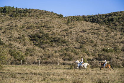 France, Hérault (34), les Causses et les Cévennes, paysage culturel de l'agro-pastoralisme méditerranéen inscrit au Patrimoine Mondial de l'UNESCO, La Vacquerie-et-Saint-Martin-de-Castries, le Mas de Cisco, Julian et son frère Charlie Amposta en route pour regrouper le troupeau de vaches