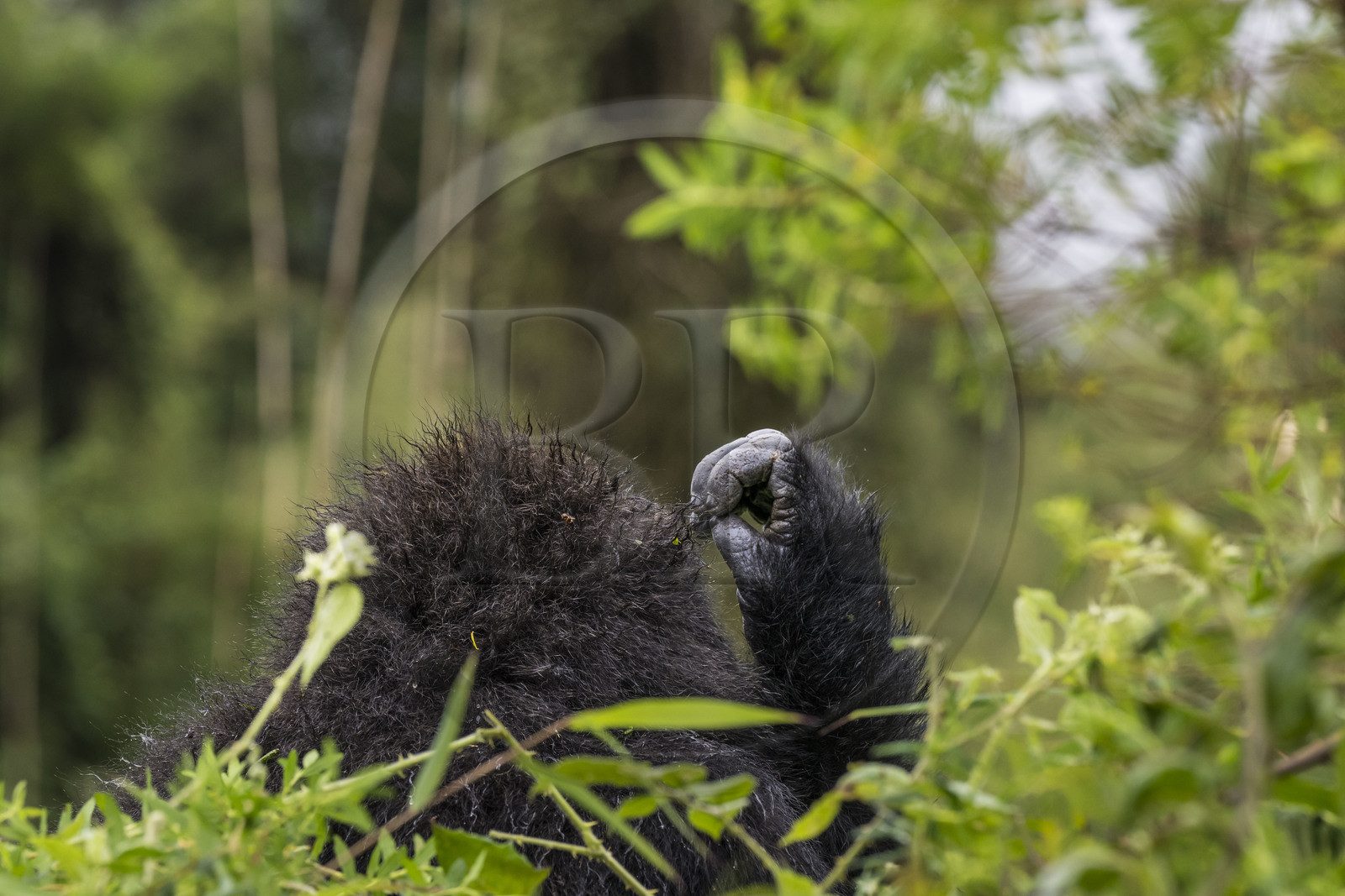 Rwanda, Province du Nord, Parc National des Volcans dans la chaine des Monts Virunga, mont Karisimbi, gorille des montagnes (Gorilla beringei beringei) du groupe Susa