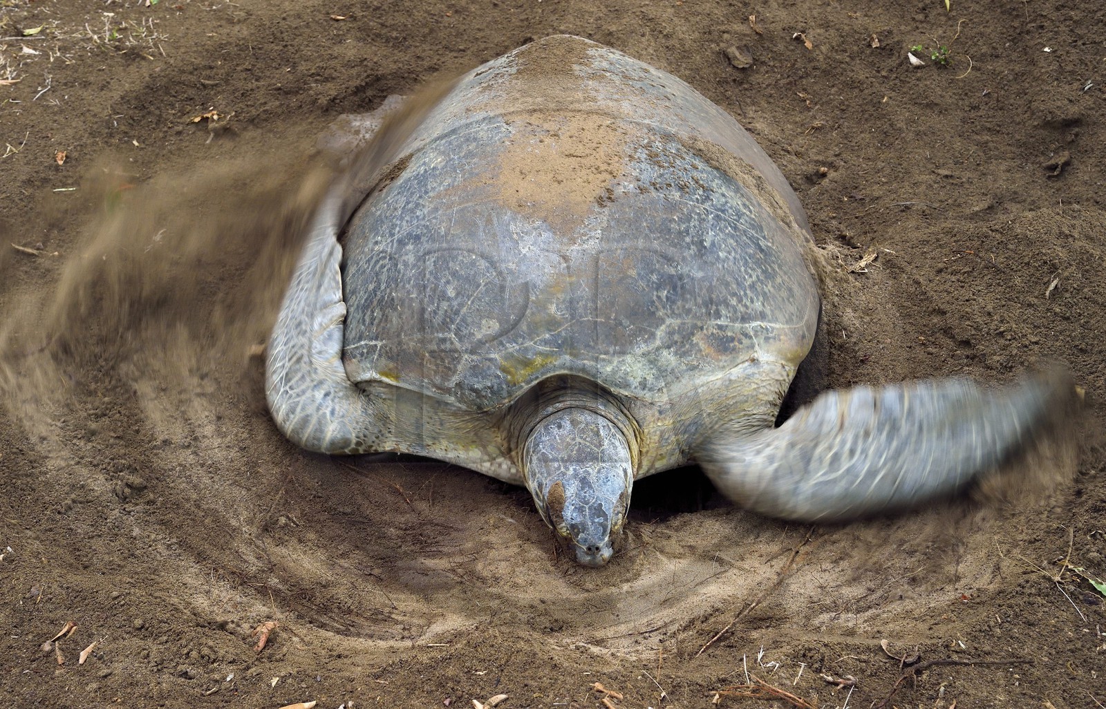 France, Ile de Mayotte, Grande-Terre, Kani-Keli, plage de N’Gouja, le Jardin Maoré, tortue (de mer) verte (Chelonia mydas) recouvrant de sable ses oeufs après la ponte