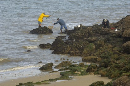 France, Charente-Maritime (17), Ile d'Aix, pointe du Parc, pêche au filet