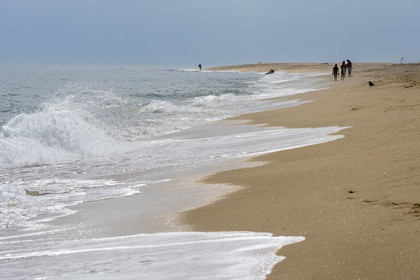 Portugal, Algarve, Parc naturel de la Ria Formosa, Faro, la plage de Ile de Barreta ou Deserta (Ilha da Barretta ou Deserta)