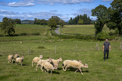 France, Nievre, Regional Natural Park of Morvan, Millay, Les Prairies Gourmandes Farm, farmer and breeder Emmanuel Dumas with his Charollais sheep