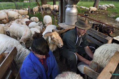 France, Alpes-Maritimes, Roya Valley (Nice hinterland), at the foot of the Mercantour National Park, Tende, Casterino in the Casterine valley, sheep hand milking in pastures by shepherds Celine and  Georges Giordano