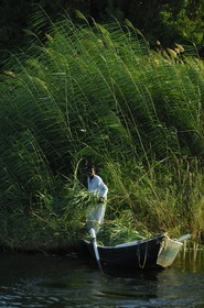Egypt, Upper Egypt, Nile Valley, Aswan, boat on Nile River